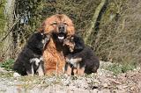 DOGUE DU TIBET 506